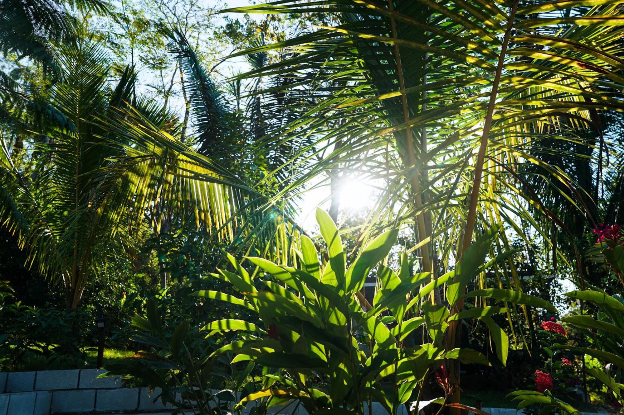 House In The Palm Forest Puerto Carrillo Exteriör bild